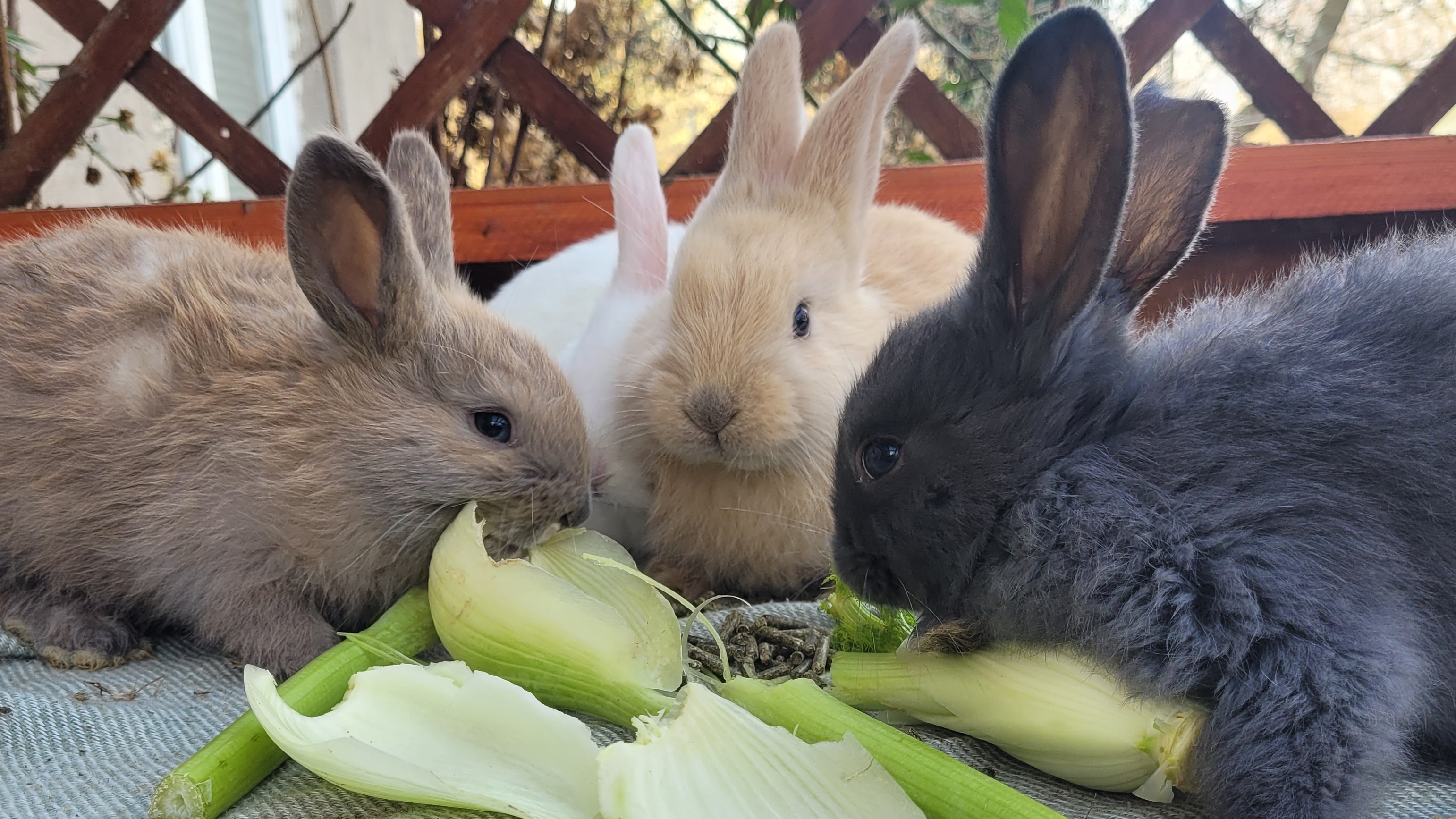 Wurf Deutsche Riesen Mixe mit etwa 4 Wochen, Farben Blau Thüringer, Feh Thüringer, Schwarz Eisengrau und im Hintergrund Weiß BA, beim Fressen von Fenchel