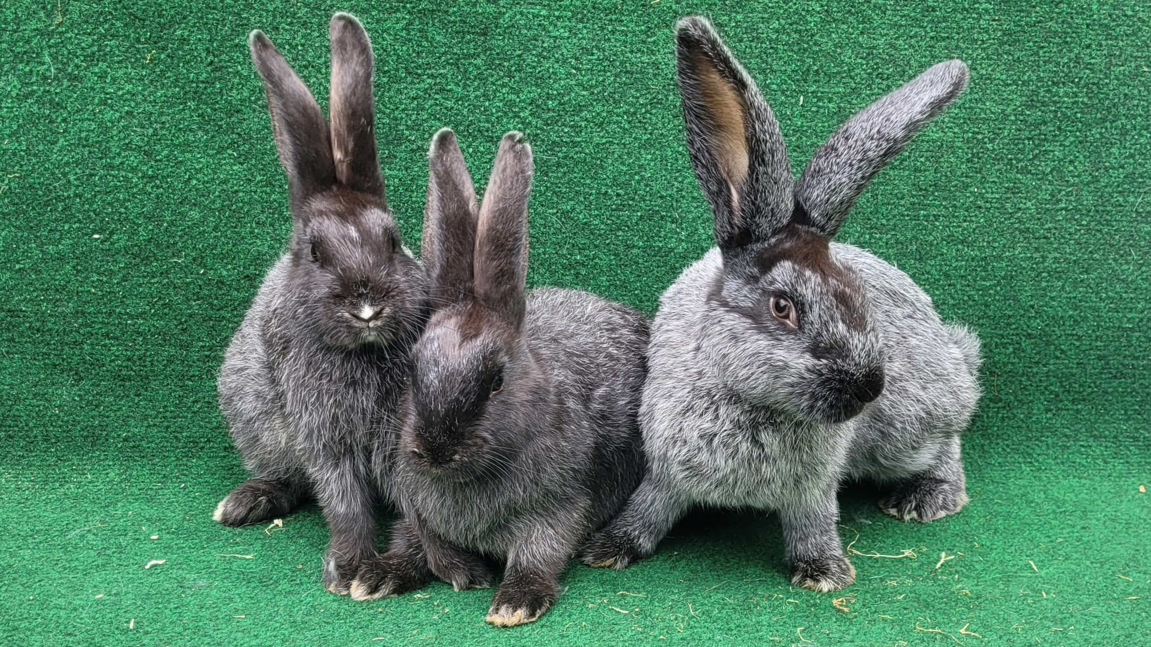 Drei Deutsche Riesen und Helle Großsilber Mixe mit etwa 6 Monaten vor grünem Hintergrund, mit sichtbarem Größenunterschied zwischen Rammler rechts und den Häsinnen links